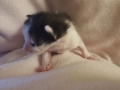 felix2