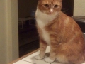 franny2