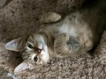 fudge2
