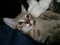 fudge3