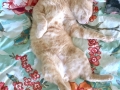 Eldredge (Furgus) 20