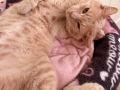 Eldredge (Furgus) 22