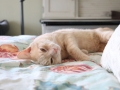 Eldredge (Furgus) 23
