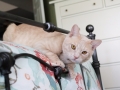 Eldredge (Furgus) 25
