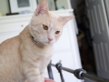 Eldredge (Furgus) 26