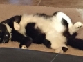 gallod