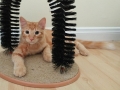 garfield