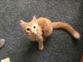 garfield1