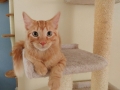 garfield2