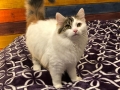 hesper2