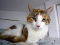 honey3