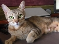 jewely