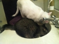 Kellen (Katsa) and Dexter 01