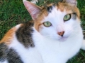 kattarina1