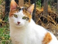 kattarina2