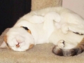 kattarina3
