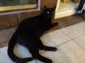 kovu3