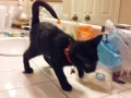 lentil1