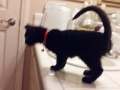 lentil2