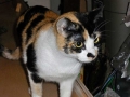 lila1