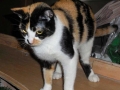 lila2