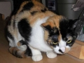 lila3