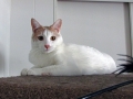 Lilikoi 11