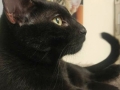 liquorice1