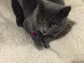 luci2
