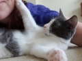 mehki2