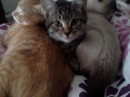 miss-molly3