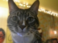 mitter2.jpg