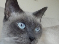 mocha2