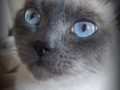 mocha3