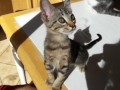 mojo1