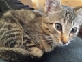 mojo3