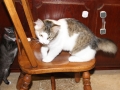 Molly Brown 12 Copy 01