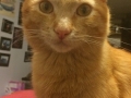 mufasa3