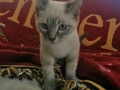 nils3