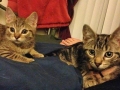 fudge-pipp2
