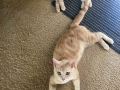 poppie2