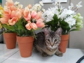 prince1