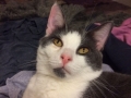 tippy2