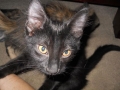 sable2