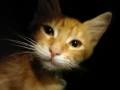 Shadd 03 Copy 01