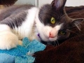 sooty2