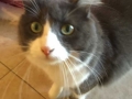 sooty4