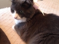 sooty4