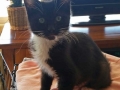 Soozie1