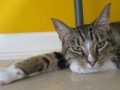 sphinx1